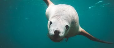zeehond